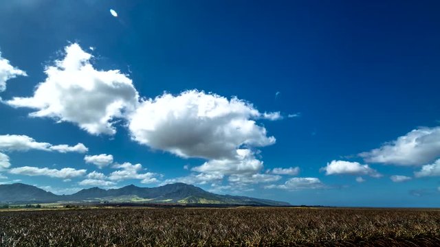 Clouds moving above pineapple field