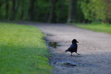 Crow