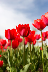 Obraz premium Red tulips against the blue sky in the nature