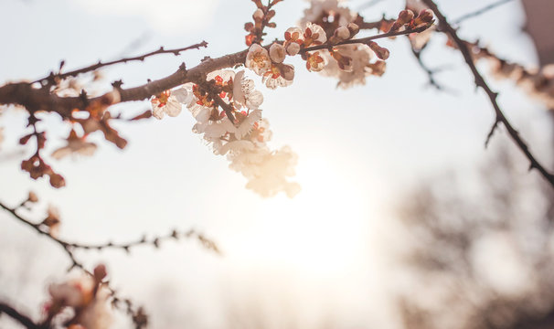 Flowering apricot branches on sunset background