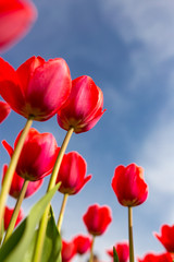 Red tulips against the blue sky in the nature