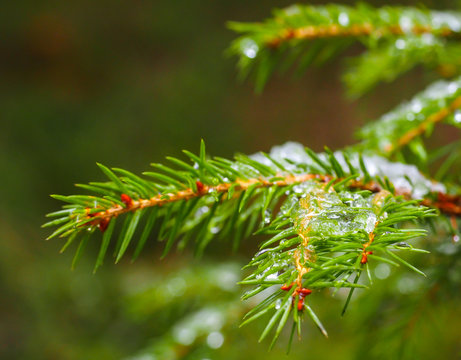 Closeup of spruce with ice with beautiful bokeh, isolated towards green lush foliage