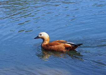 Ruddy Shelduc  swimming on a pond