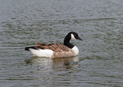 Standard Canada goose in a pond