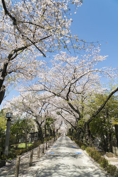 東京　満開の桜　