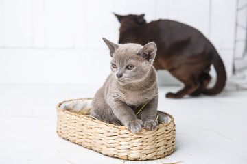 Obraz na płótnie Canvas kitten gray breed, the Burmese is sitting in a wicker basket. Next toy crocheted in the form of fruit. wooden background.