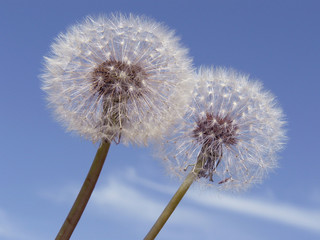 dandelions against blue sky