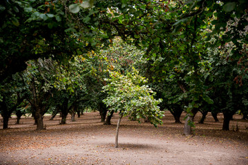 Lone Filbert Tree in Orchard