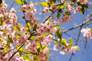 Fototapeta na wymiar Japanese cherry blossom tree