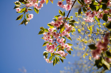 Japanese cherry blossom tree