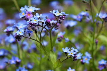 forget me not flowers in the meadow/spring time full of flowers/little blue flowers, herald of...