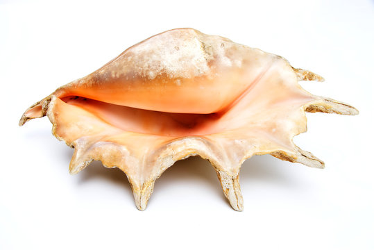 seashell on a white background for isolation, isolated large sea shell - Drupa rubusidaeus 