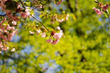 Japanese cherry blossom tree