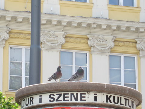 Szenev&ouml;gel