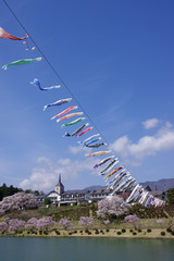 満開の桜と鯉のぼり