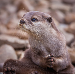 Otter