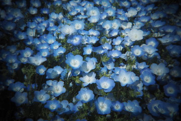 ネモフィラ　ひたち海浜公園