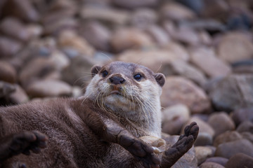 Otter