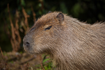 Naklejka na ściany i meble capybara