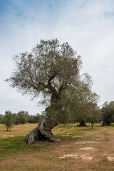 Olivenbäume in Italien
