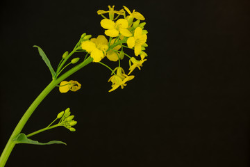 Close-up Portrait of a blossoming rapeseed - isolated in front of a black background