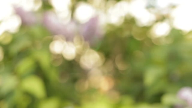 Defocus on the background of a lilac bush