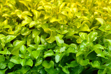 green leaves fresh spring background