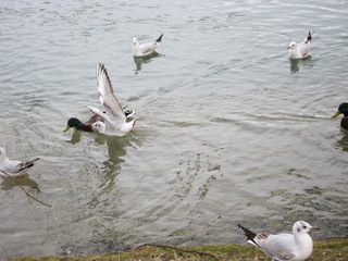 Wasservögel
