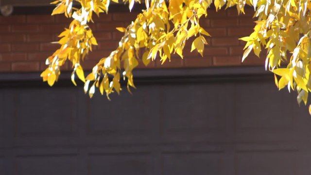 Yellow Leaves Continuously Falling From A Tree In Front Of A Garage