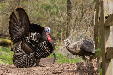 Wild Turkey and Hen © Paul Sparks