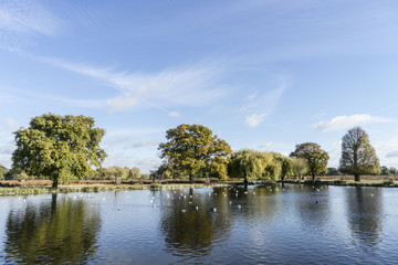Fototapeta na wymiar Birds on pond with backdrop of trees.
