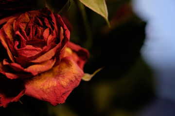 Red Rose against Blurred background