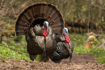 Wild Turkeys