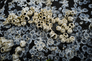 Closeup of barnacles on a rock