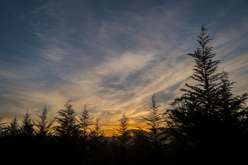 Silhouette of trees against a sunset