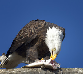 Eagle in tree eating fish