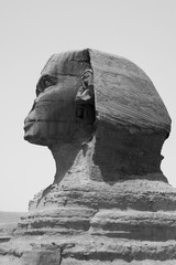 Close up of the face of the Great Sphinx with a set of pyramids in the background on a beautiful clear blue sky day in Giza, Cairo, Egypt  © Thomas Sztanek