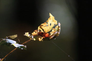 Fall, leaf