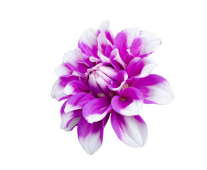 Dhalia flower