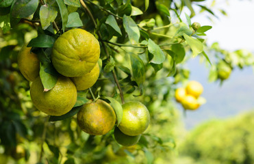 Orange fruit in the garden.