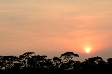 Obraz premium Silhouette of forest