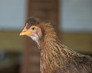 Pure breed hen in hen house chicken coop 