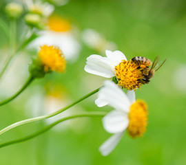 Obraz premium Bee on wild flower.