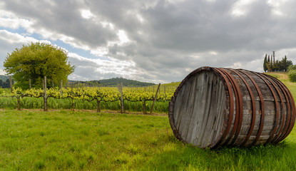 Fototapeta premium An old barrel for wine in the countryside near Volterra with a vineyard in the background