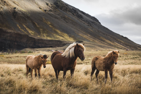 Fototapeta Icelandic horses standing in field against mountains