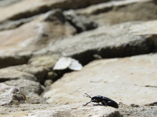 beetle in rock