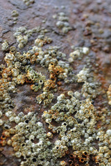 Barnacles on rusty metal