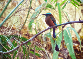 Blue-crowned motmot
