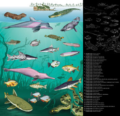 Fototapeta premium Illustration of the species of animals that live in the Napo River in the Amazon region of Ecuador. Drawing includes common and scientific names of each species