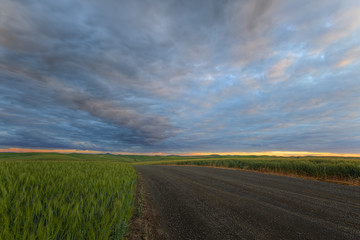 Dirt Road on the Palouse
